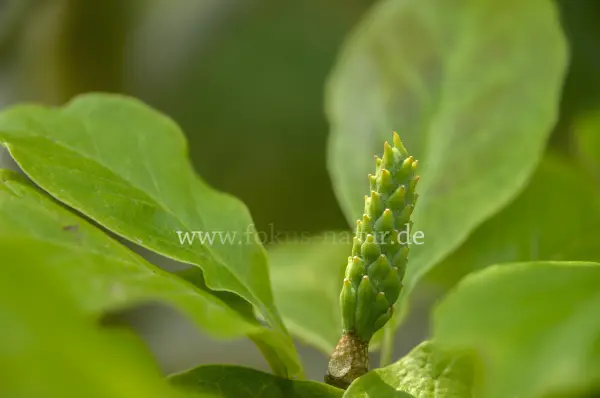 Fokus-Natur Bild