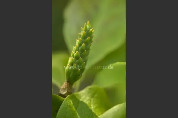 Fokus-Natur Bild