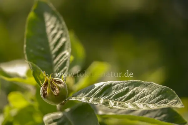 Fokus-Natur Bild