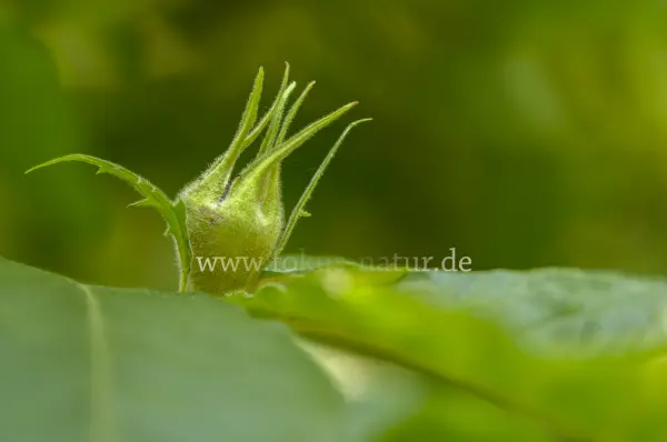 Fokus-Natur Bild