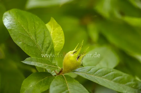 Fokus-Natur Bild