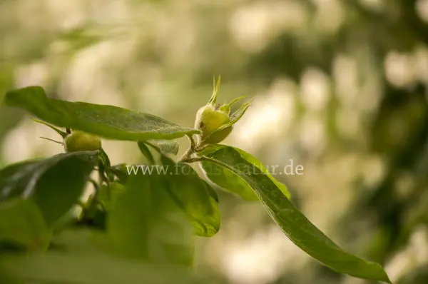 Fokus-Natur Bild