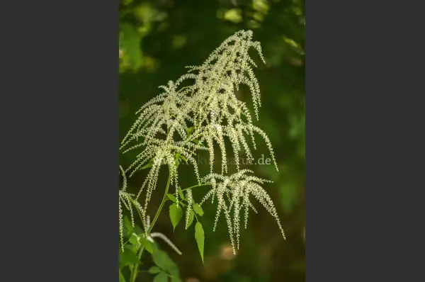 Fokus-Natur Bild