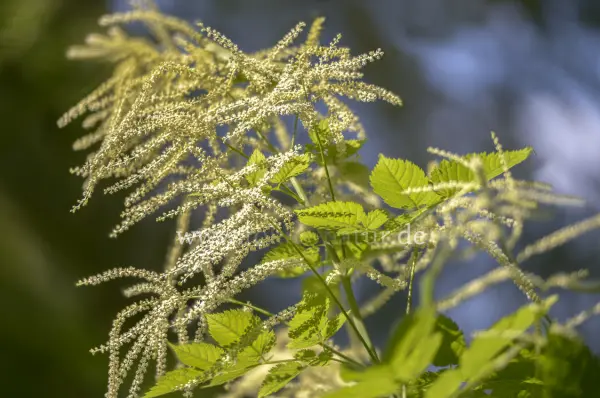 Fokus-Natur Bild
