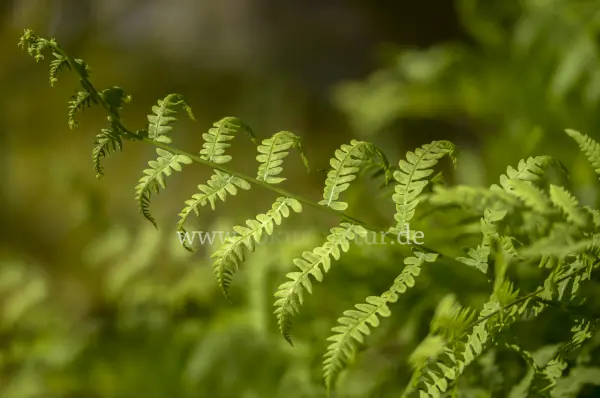 Fokus-Natur Bild