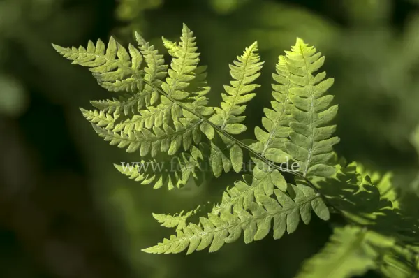 Fokus-Natur Bild