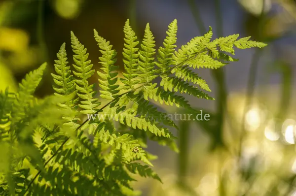Fokus-Natur Bild