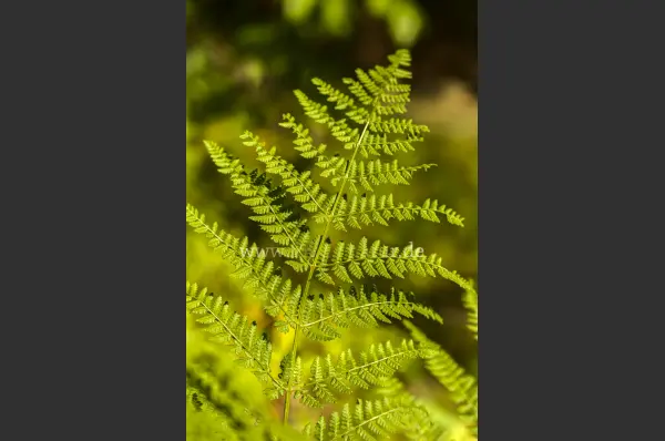 Fokus-Natur Bild