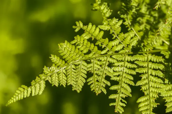 Fokus-Natur Bild