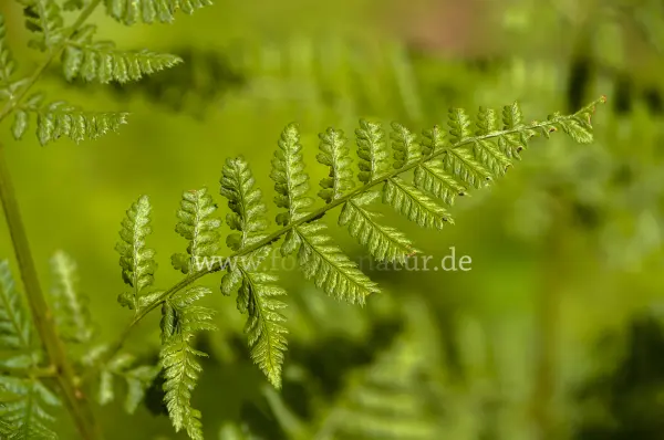 Fokus-Natur Bild