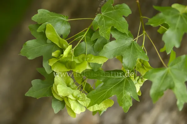 Fokus-Natur Bild
