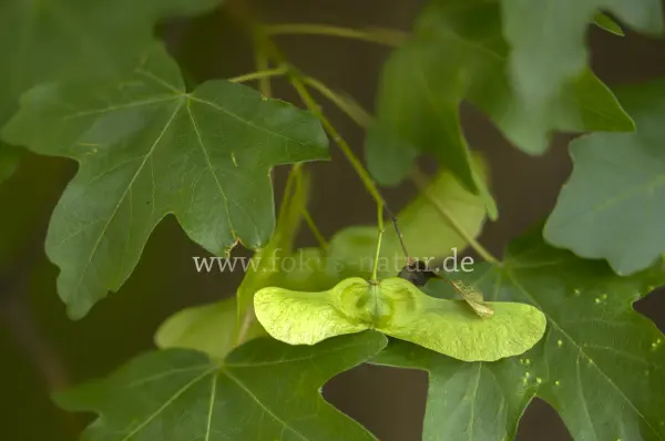 Fokus-Natur Bild