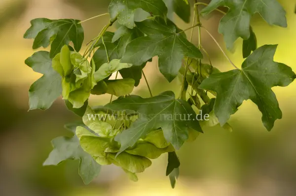 Fokus-Natur Bild