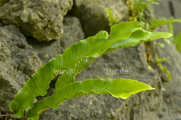 Fokus-Natur Bild