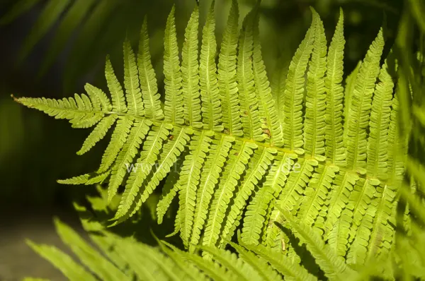 Fokus-Natur Bild