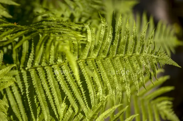 Fokus-Natur Bild