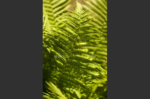 Fokus-Natur Bild