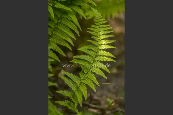 Fokus-Natur Bild
