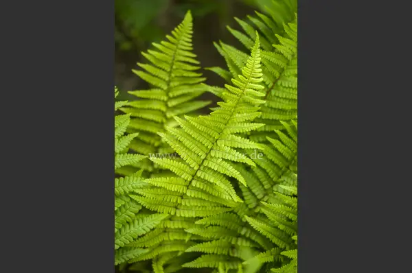 Fokus-Natur Bild