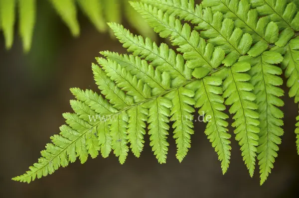 Fokus-Natur Bild
