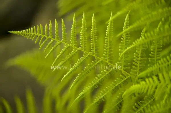 Fokus-Natur Bild