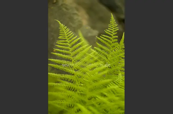Fokus-Natur Bild