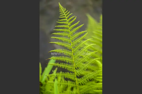 Fokus-Natur Bild