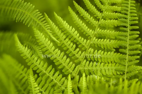 Fokus-Natur Bild