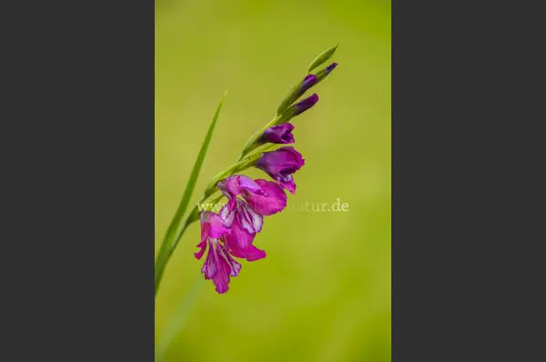 Fokus-Natur Bild