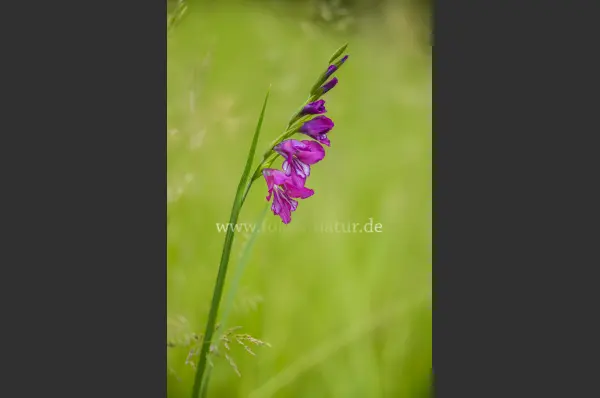 Fokus-Natur Bild
