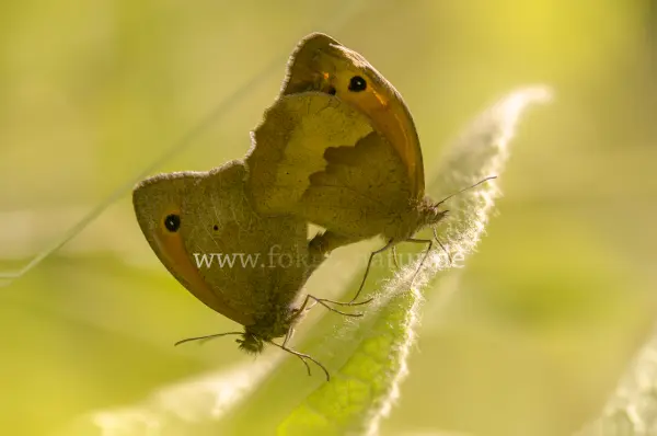 Fokus-Natur Bild