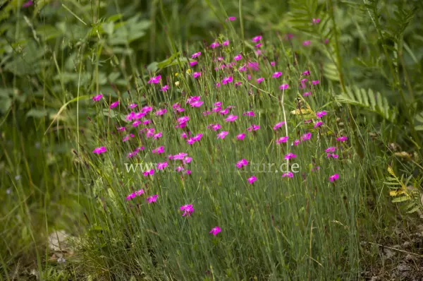 Fokus-Natur Bild