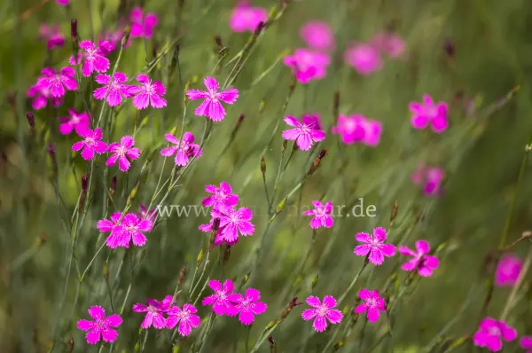 Fokus-Natur Bild