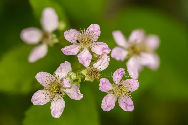 Fokus-Natur Bild