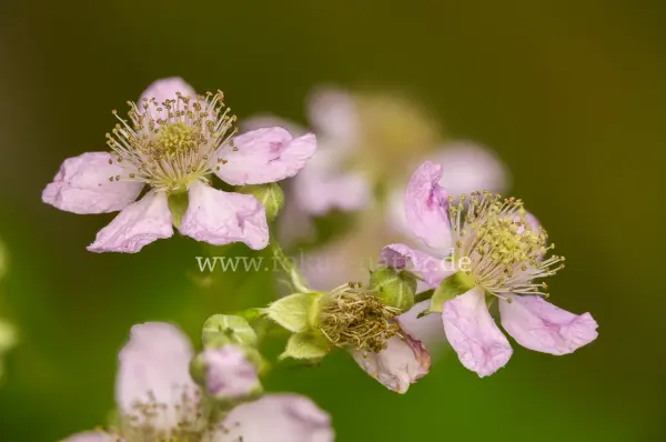 Fokus-Natur Bild