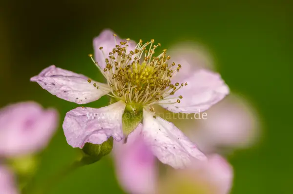 Fokus-Natur Bild