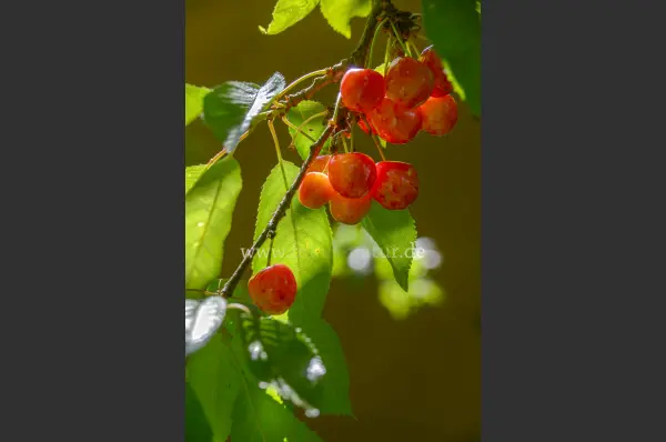 Fokus-Natur Bild