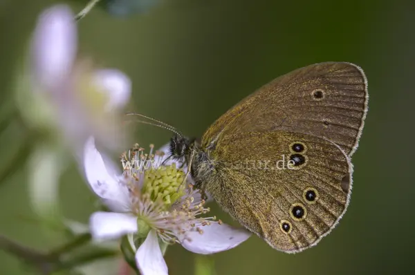 Fokus-Natur Bild