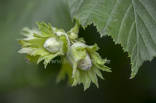 Fokus-Natur Bild