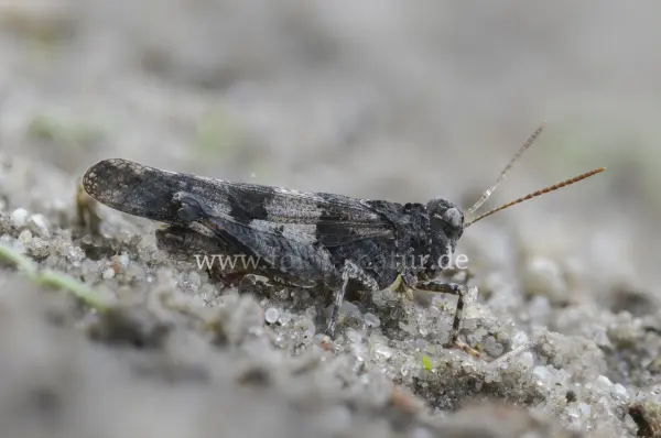 Fokus-Natur Bild