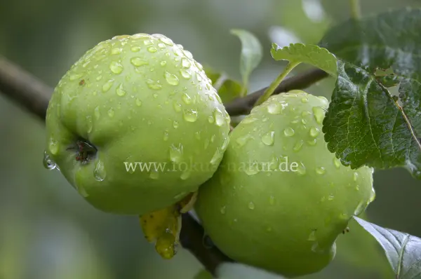 Fokus-Natur Bild