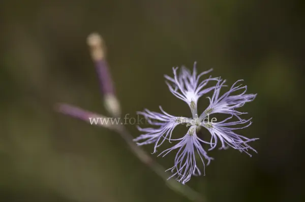 Fokus-Natur Bild