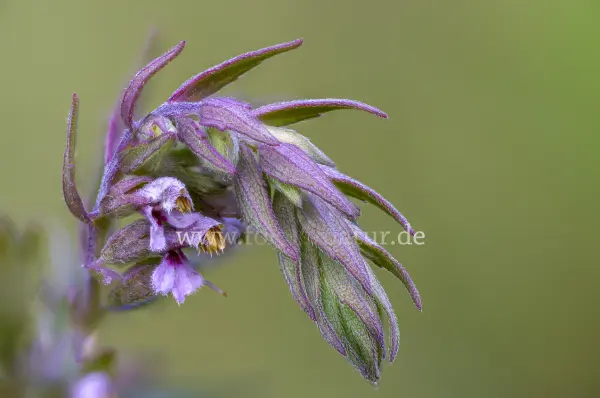 Fokus-Natur Bild