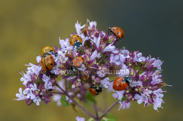 Fokus-Natur Bild