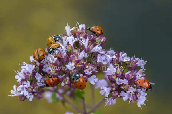 Fokus-Natur Bild