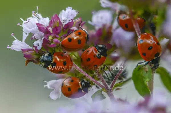 Fokus-Natur Bild
