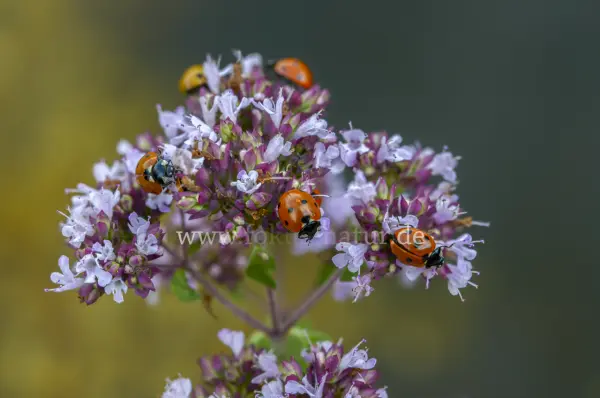 Fokus-Natur Bild