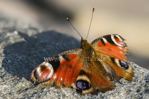 Fokus-Natur Bild