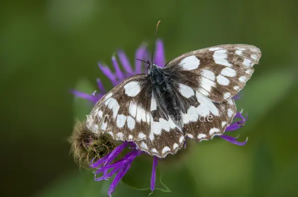 Fokus-Natur Bild