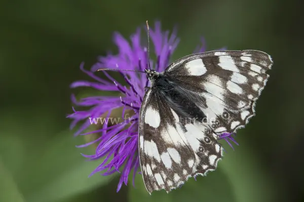 Fokus-Natur Bild